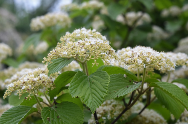 Viburnum Dilatatum Asian Beauty - View 2 from www redcrocus com
