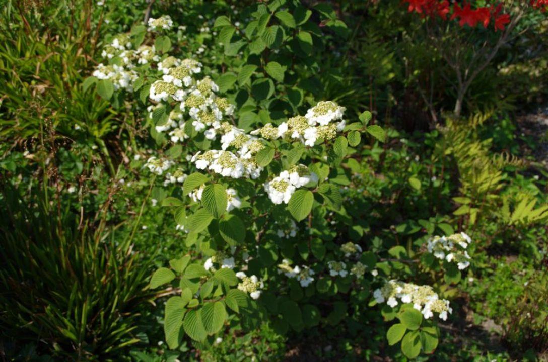 Viburnum Dilatatum Asian Beauty - View 3 from www redcrocus com