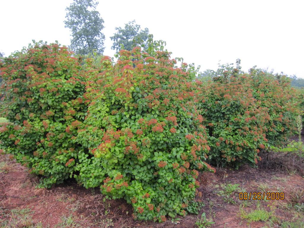 Viburnum Dilatatum Asian Beauty - View 4 from www redcrocus com