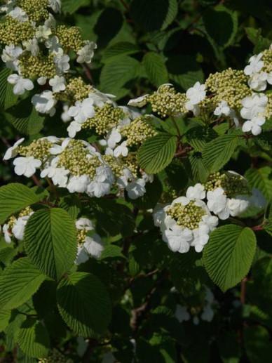 Viburnum Dilatatum Asian Beauty - View 5 from www redcrocus com