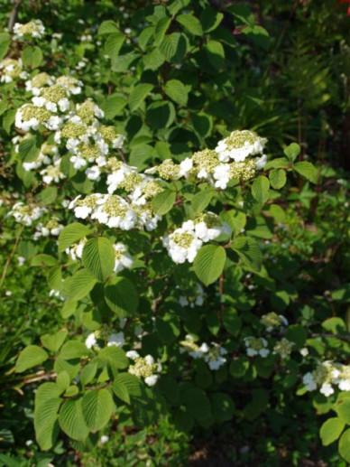 Viburnum Dilatatum Asian Beauty - View 6 from www redcrocus com