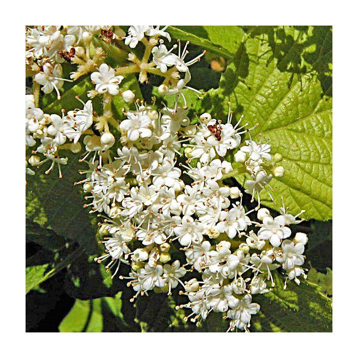 Viburnum Dilatatum Asian Beauty - View 7 from www redcrocus com