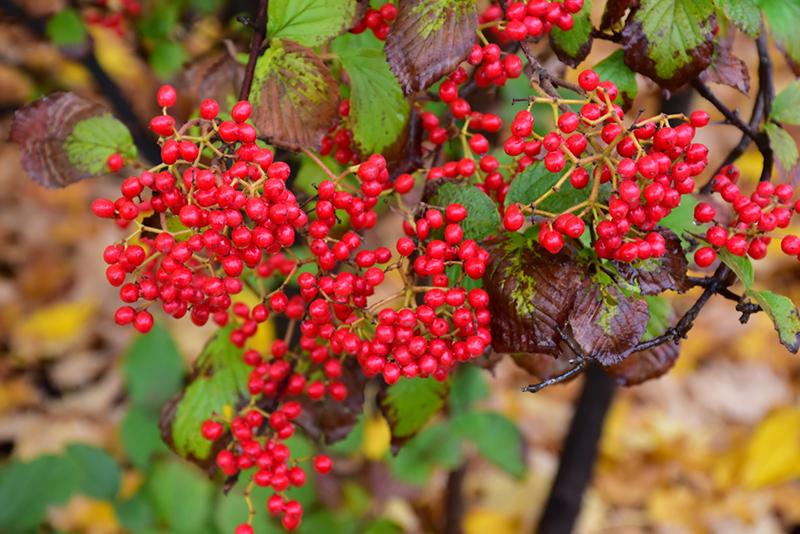 Viburnum Dilatatum Asian Beauty - View 8 from www redcrocus com
