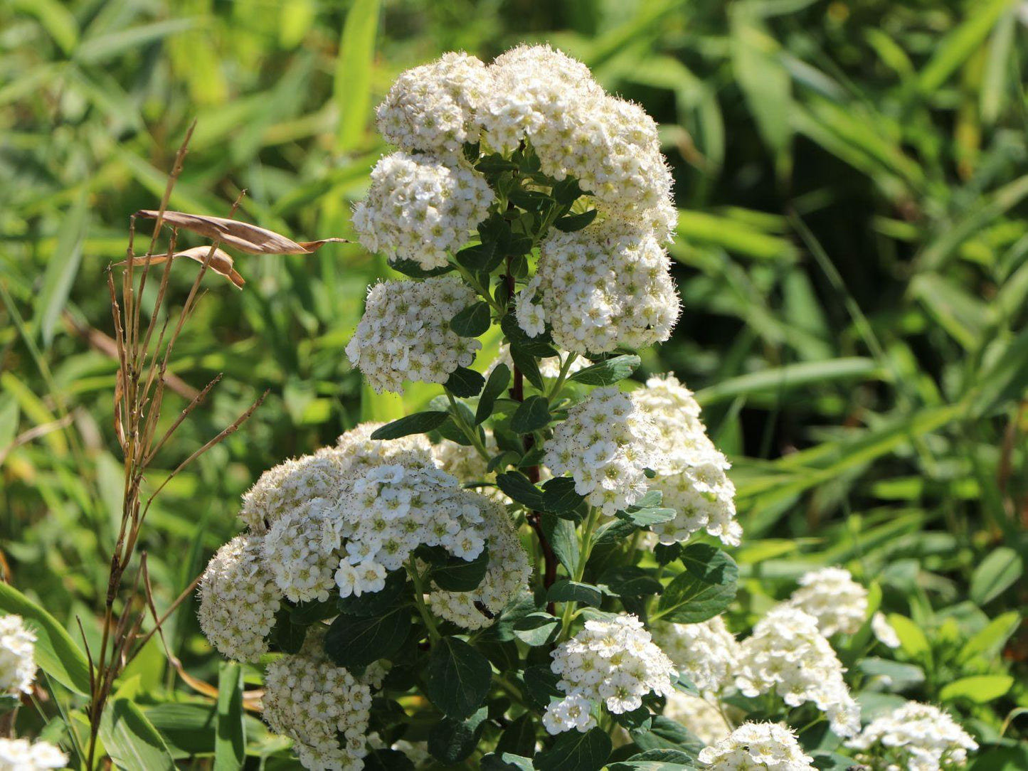 Spirea Betulifolia Tor - View 11 from www redcrocus com