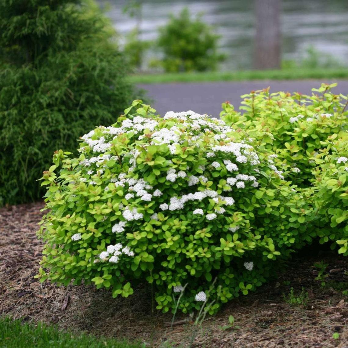 Spirea Betulifolia Tor - View 1 from www redcrocus com