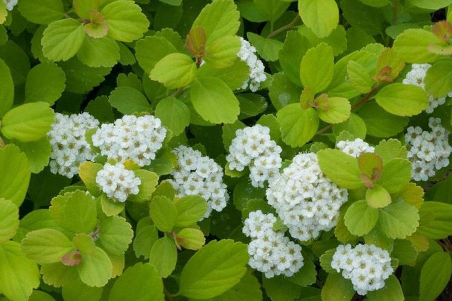 Spirea Betulifolia Tor - View 3 from www redcrocus com