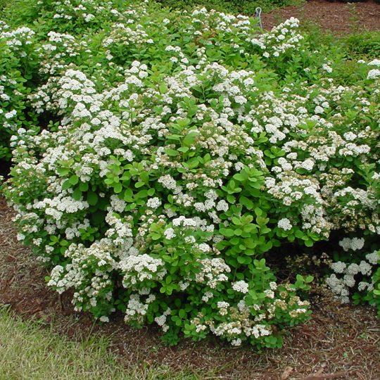 Spirea Betulifolia Tor - View 4 from www redcrocus com