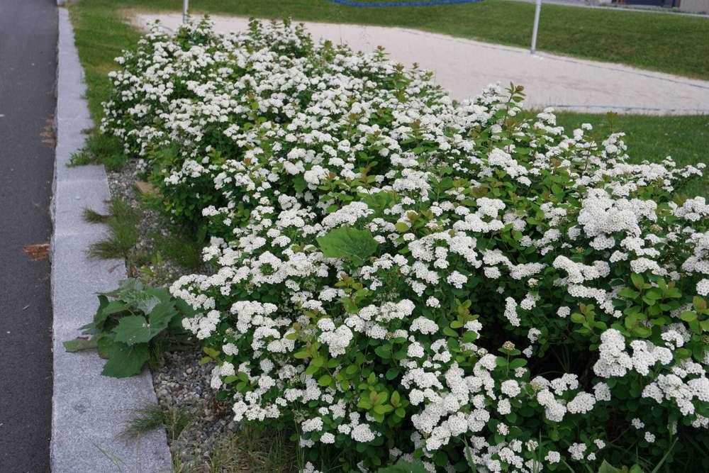 Spirea Betulifolia Tor - View 5 from www redcrocus com