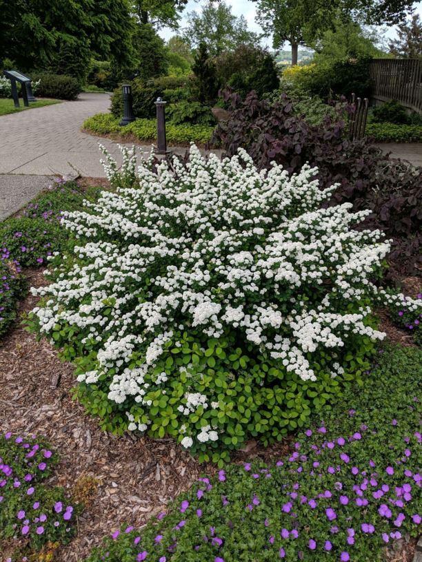 Spirea Betulifolia Tor - View 6 from www redcrocus com