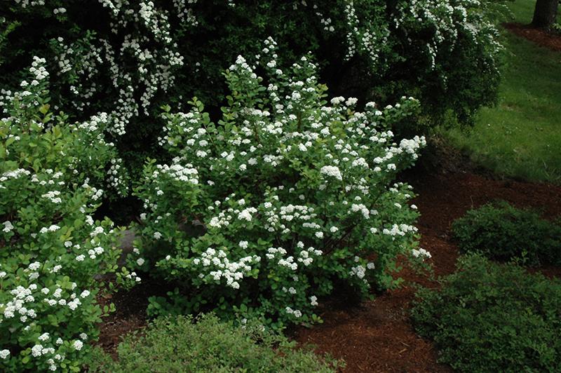 Spirea Betulifolia Tor - View 7 from www redcrocus com