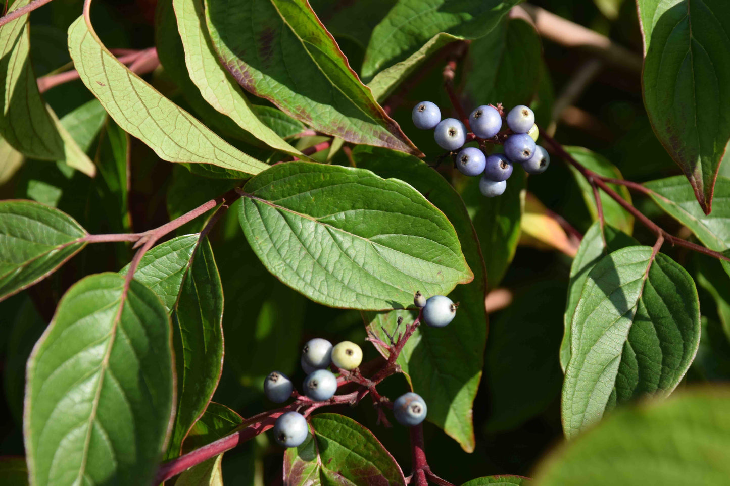 Cornus Amomum - View 11 from www redcrocus com