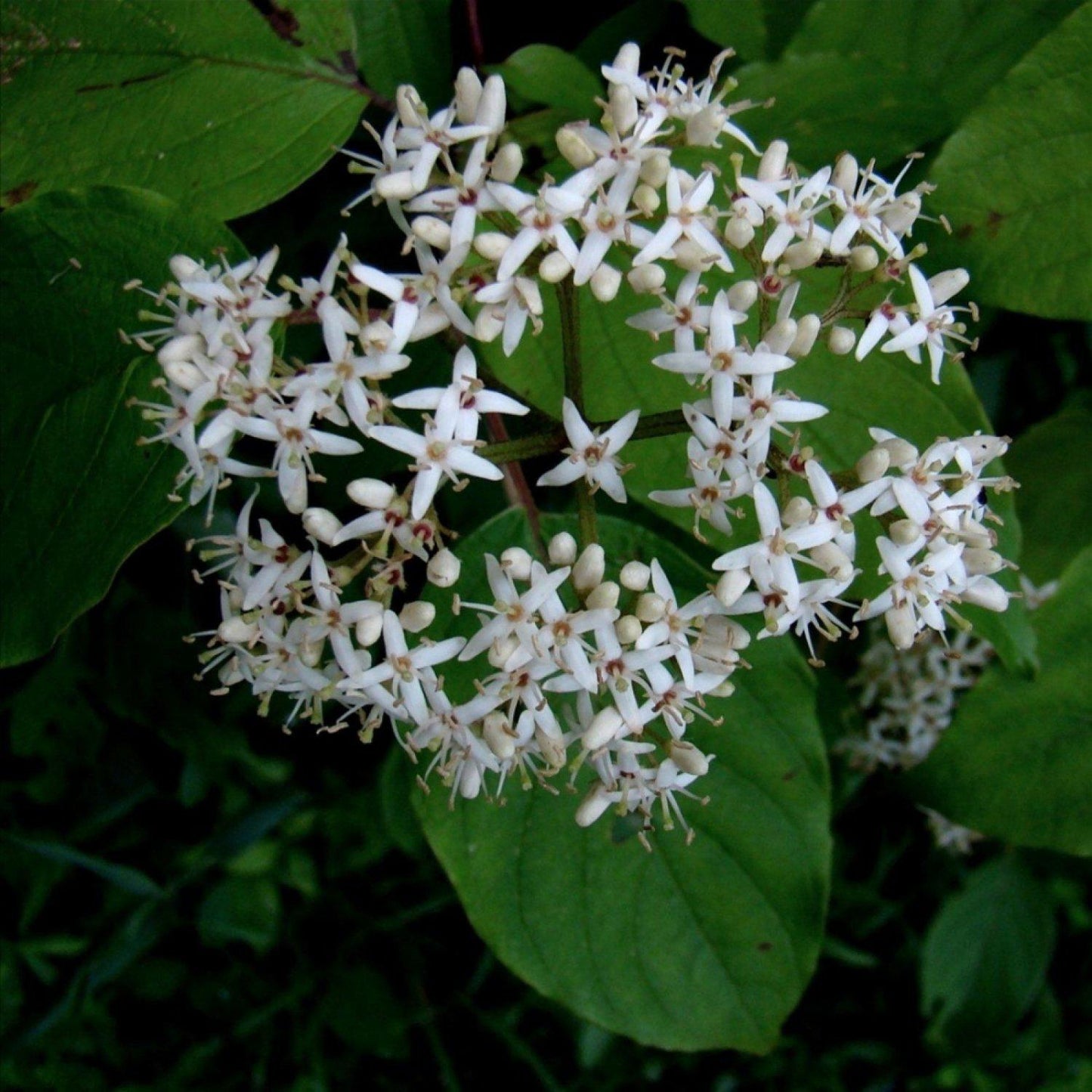 Cornus Amomum - View 12 from www redcrocus com