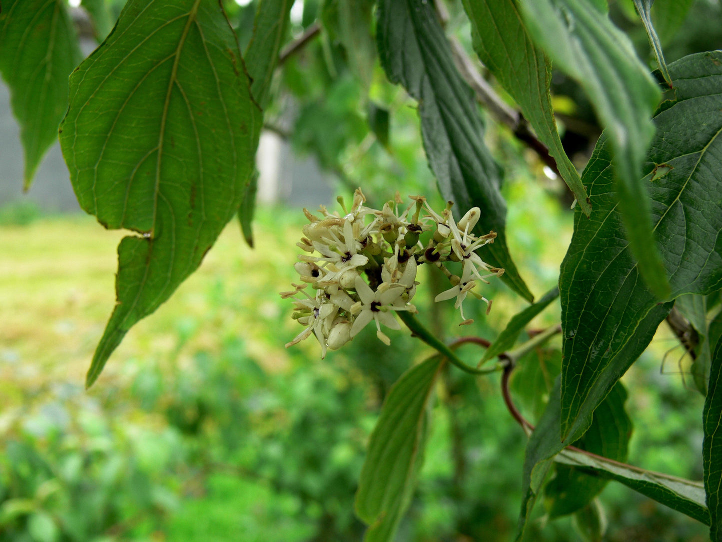 Cornus Amomum - View 13 from www redcrocus com