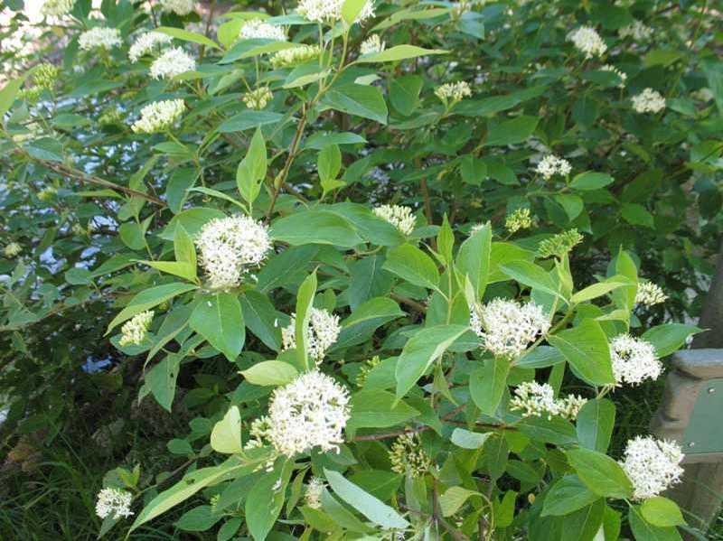 Cornus Amomum - View 14 from www redcrocus com