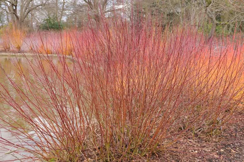 Cornus Amomum - View 15 from www redcrocus com