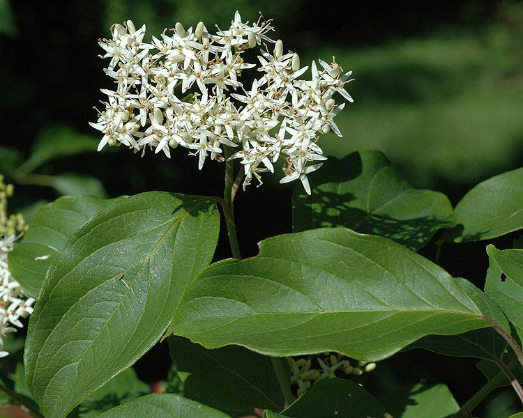 Cornus Amomum - View 17 from www redcrocus com