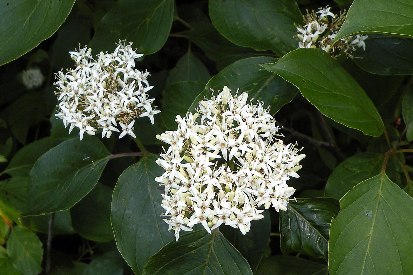 Cornus Amomum - View 18 from www redcrocus com