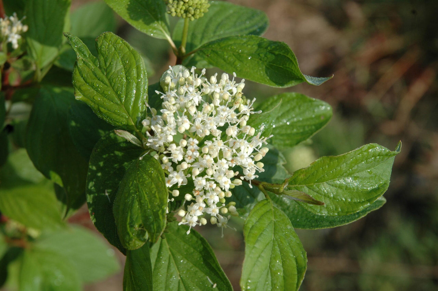 Cornus Amomum - View 19 from www redcrocus com