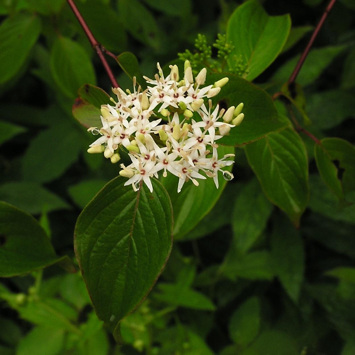 Cornus Amomum - View 2 from www redcrocus com