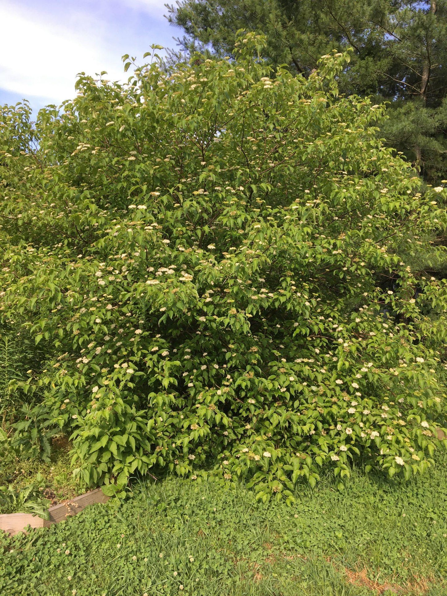 Cornus Amomum - View 3 from www redcrocus com