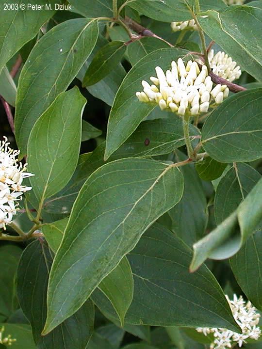Cornus Amomum - View 6 from www redcrocus com