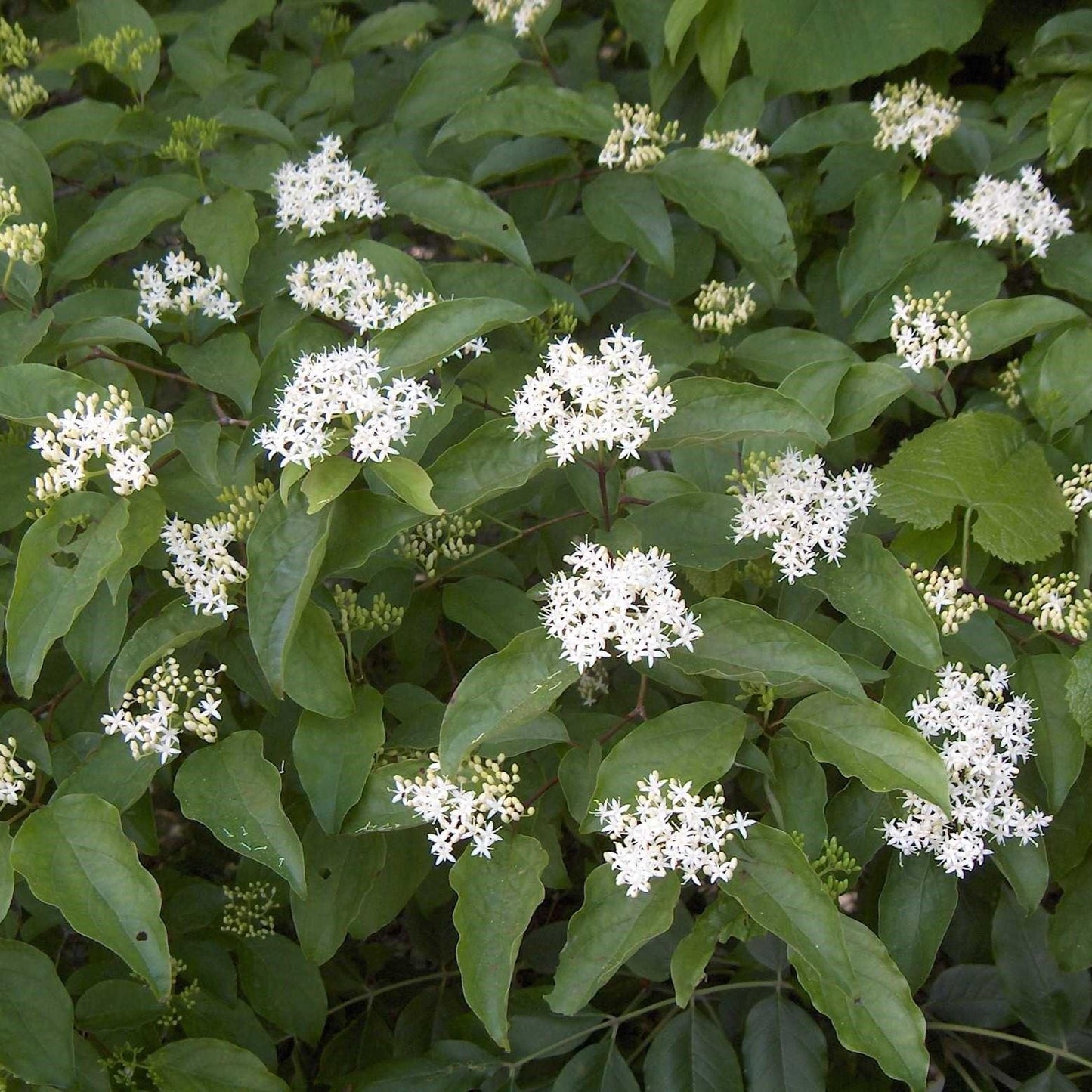 Cornus Amomum - View 7 from www redcrocus com
