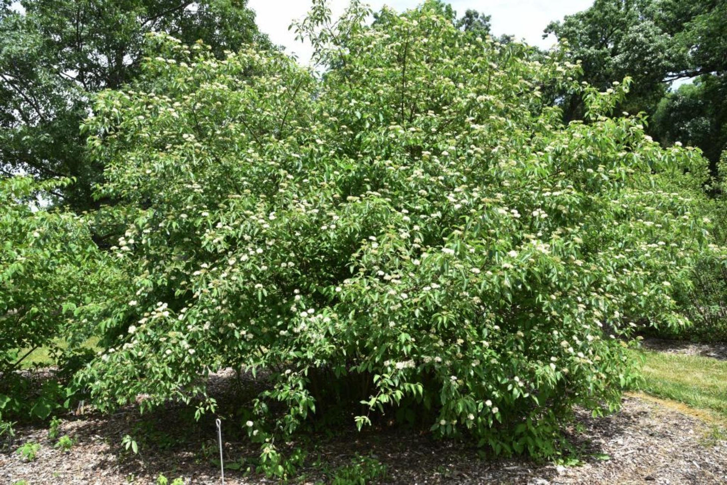 Cornus Amomum - View 8 from www redcrocus com
