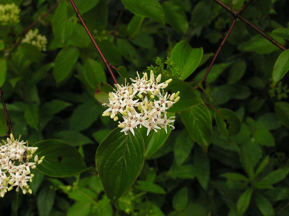 Cornus Amomum - View 9 from www redcrocus com