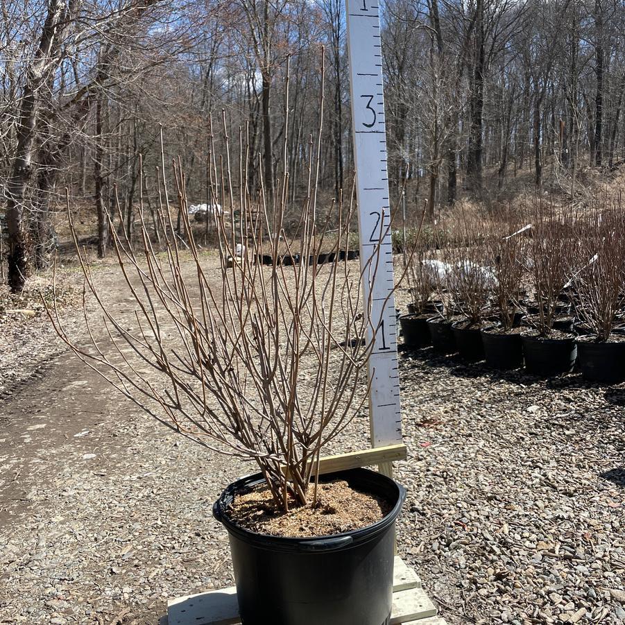 Viburnum Dentatum Chicago Lustre - View 18 from www redcrocus com