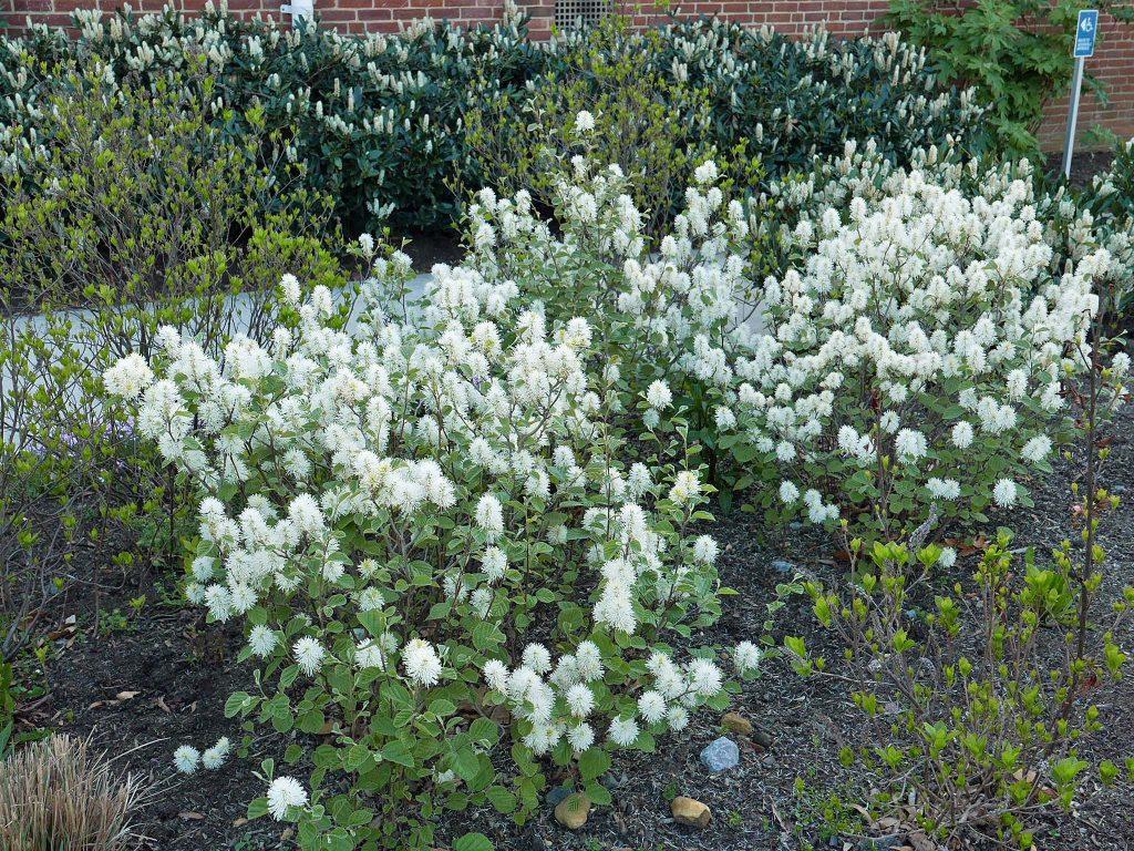 Fothergilla Gardenii - View 18 from www redcrocus com