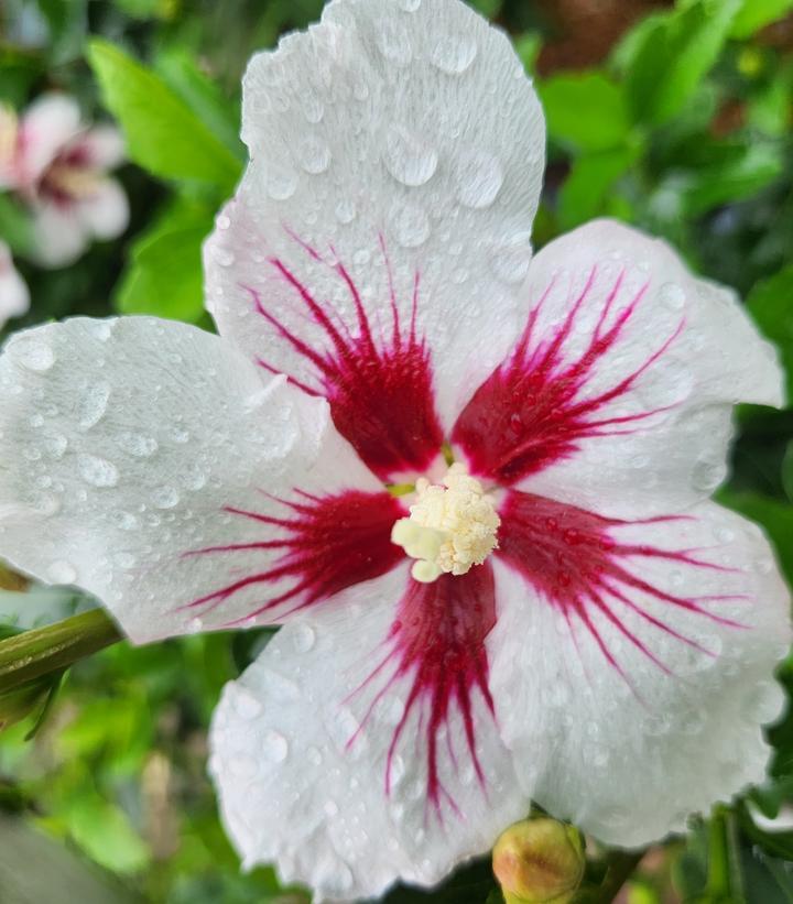 Hibiscus Syriacus 'lil' Kim' - View 12 from www redcrocus com