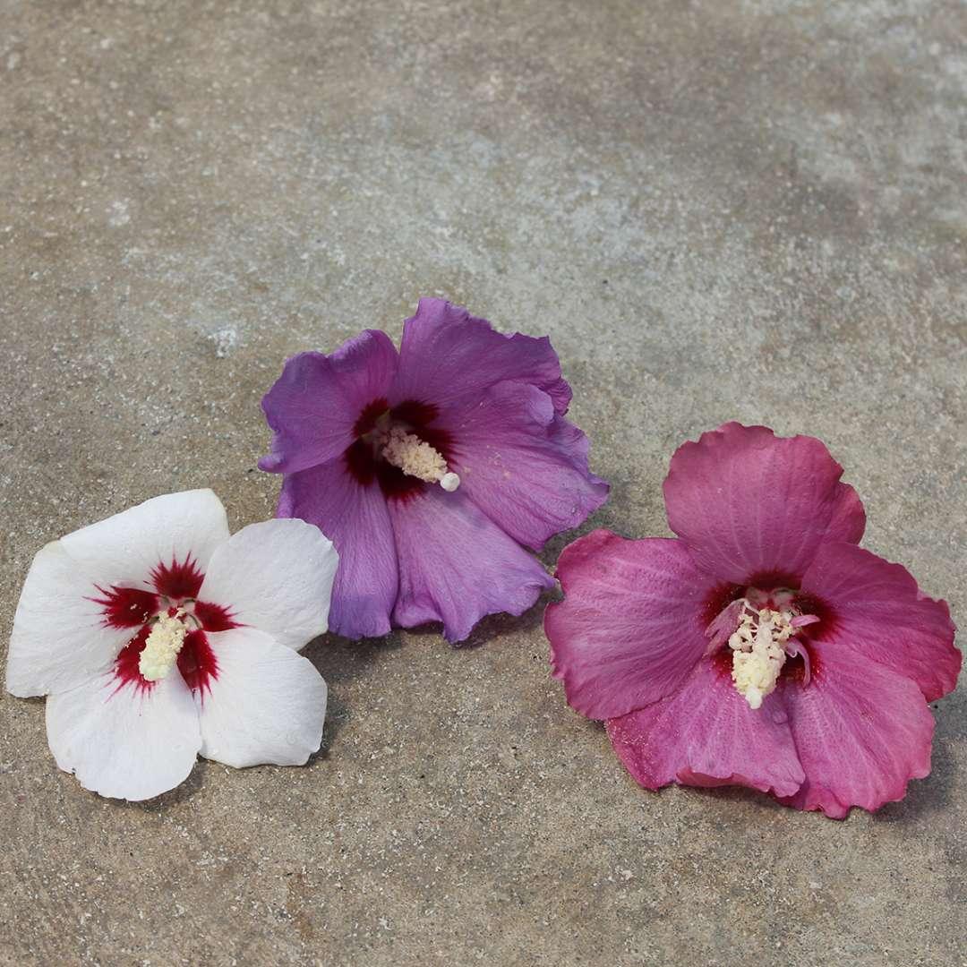 Hibiscus Syriacus 'lil' Kim' - View 13 from www redcrocus com