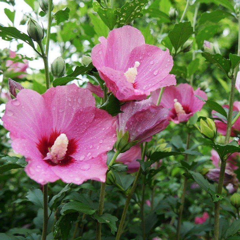 Hibiscus Syriacus 'lil' Kim' - View 18 from www redcrocus com