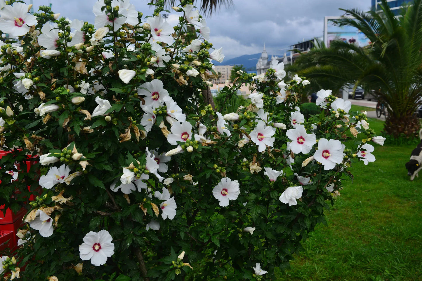 Hibiscus Syriacus 'lil' Kim' - View 19 from www redcrocus com