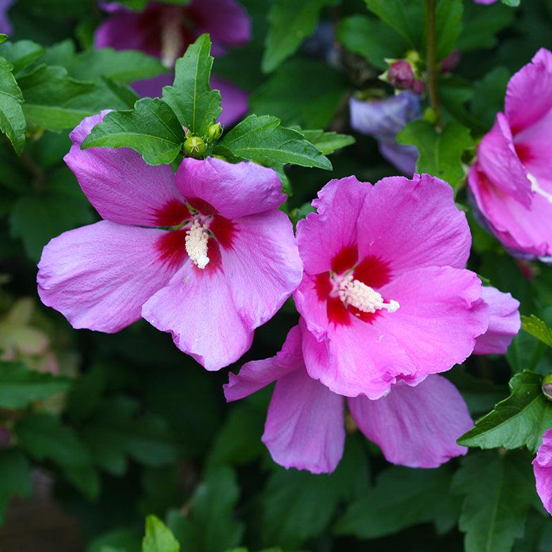 Hibiscus Syriacus 'lil' Kim' - View 20 from www redcrocus com