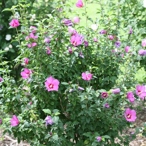 Hibiscus Syriacus 'lil' Kim' - View 2 from www redcrocus com