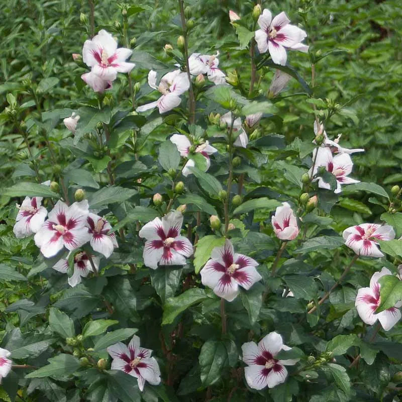 Hibiscus Syriacus 'lil' Kim' - View 4 from www redcrocus com