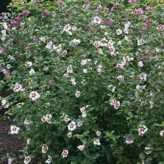 Hibiscus Syriacus 'lil' Kim' - View 5 from www redcrocus com