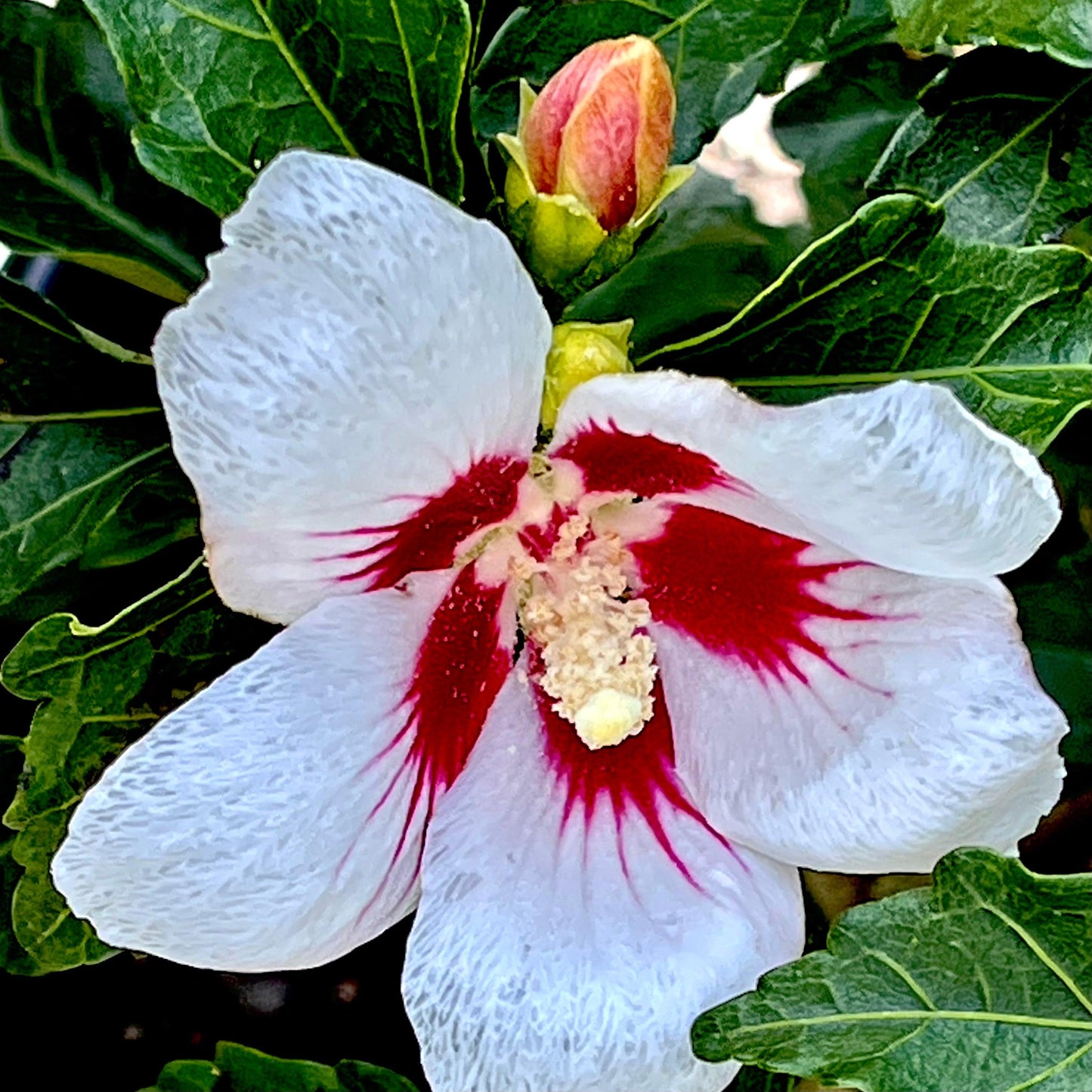 Hibiscus Syriacus 'lil' Kim' - View 6 from www redcrocus com