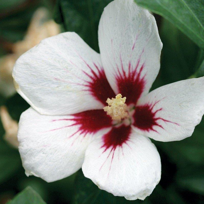 Hibiscus Syriacus 'lil' Kim' - View 8 from www redcrocus com