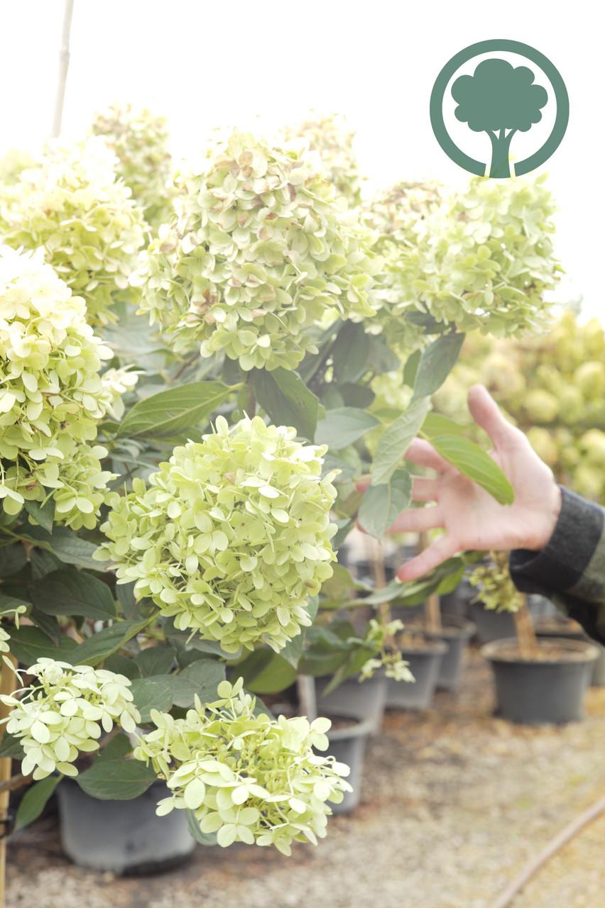 Hydrangea Paniculata Limelight Tree Form - View 16 from www redcrocus com