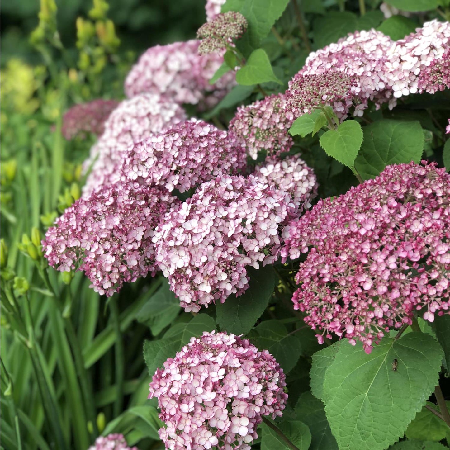 Hydrangea Arborescens Incrediball - View 18 from www redcrocus com