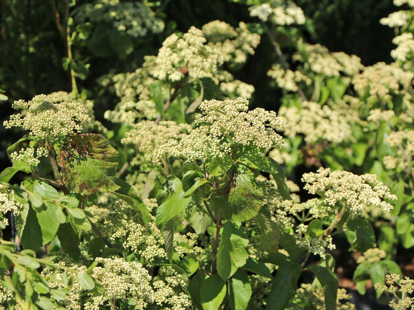 Viburnum Dilatatum Michael Dodge - View 14 from www redcrocus com