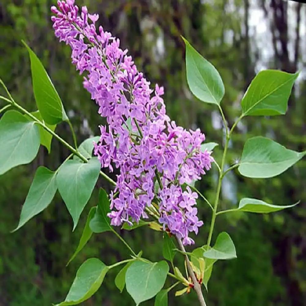 Syringa Vulgaris - View 10 from www redcrocus com