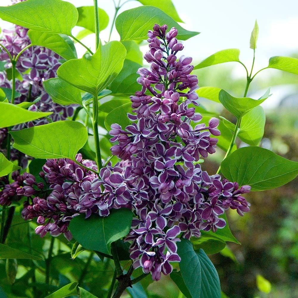 Syringa Vulgaris - View 11 from www redcrocus com