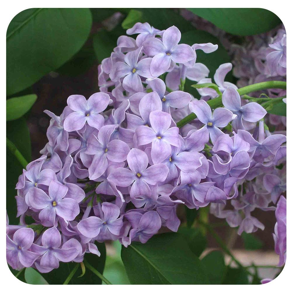 Syringa Vulgaris - View 16 from www redcrocus com