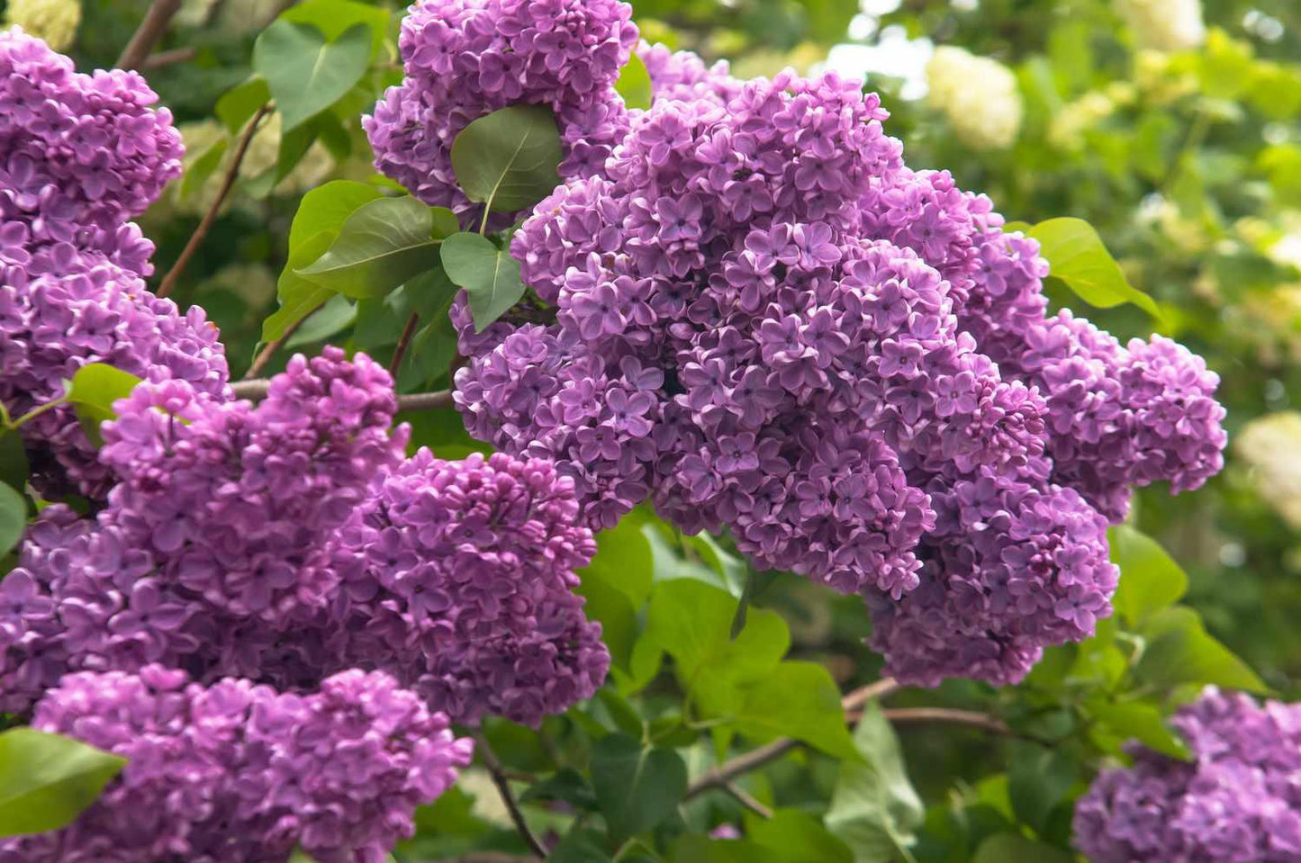 Syringa Vulgaris - View 17 from www redcrocus com