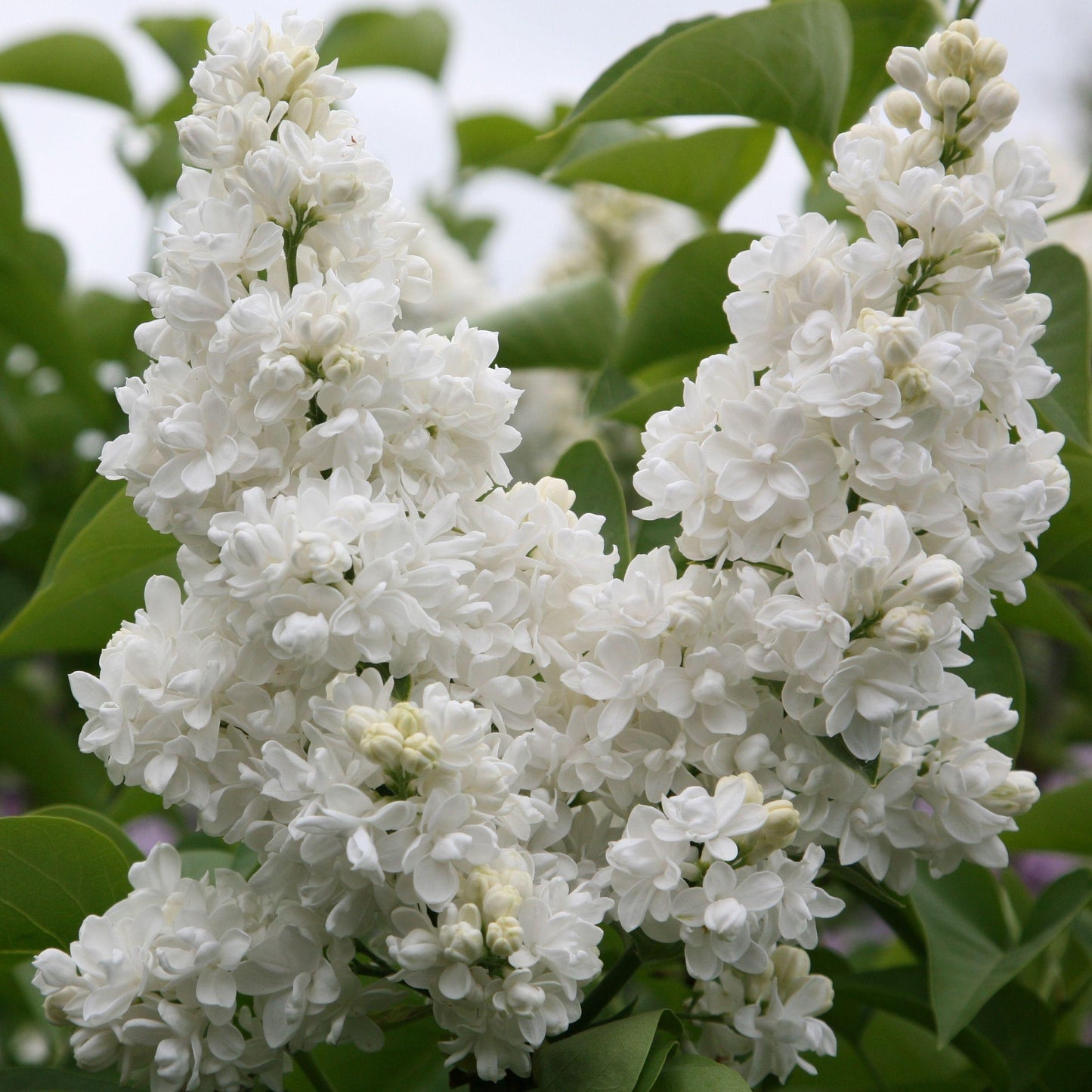 Syringa Vulgaris - View 18 from www redcrocus com