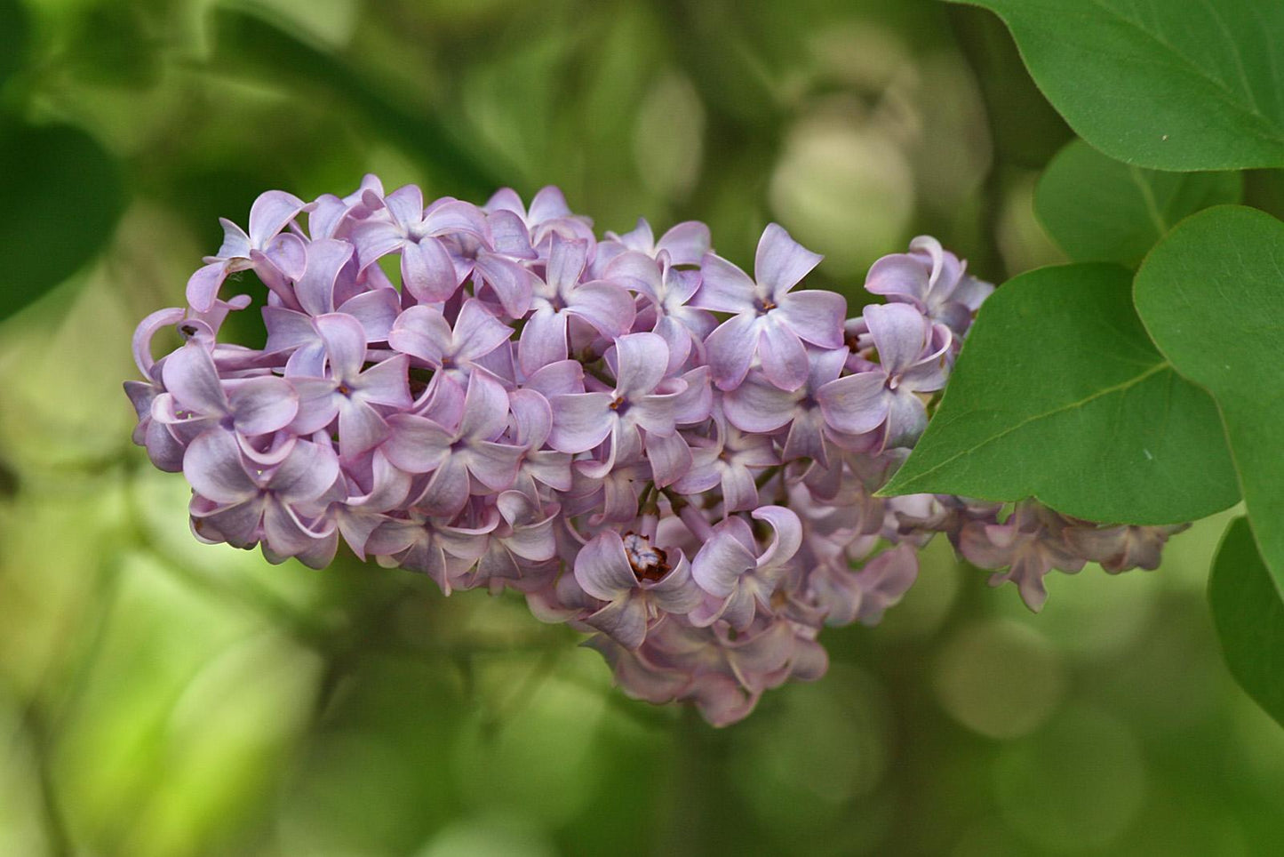 Syringa Vulgaris - View 19 from www redcrocus com