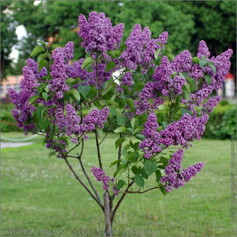 Syringa Vulgaris - View 3 from www redcrocus com